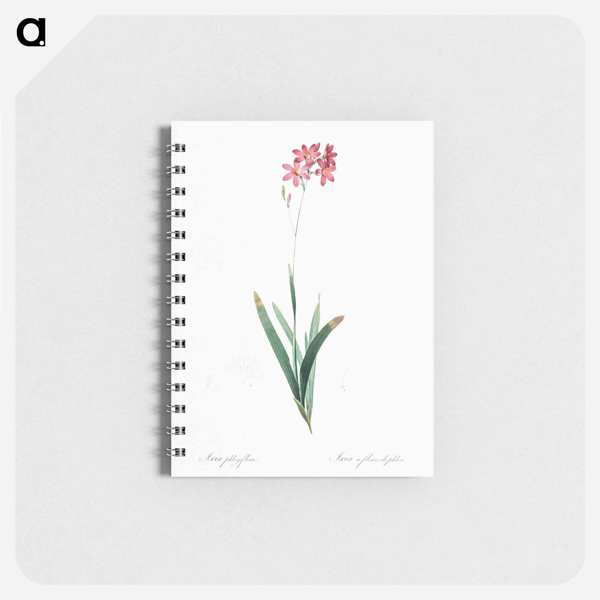 Corn lily illustration - ピエール ジョゼフ ルドゥーテ Memo.