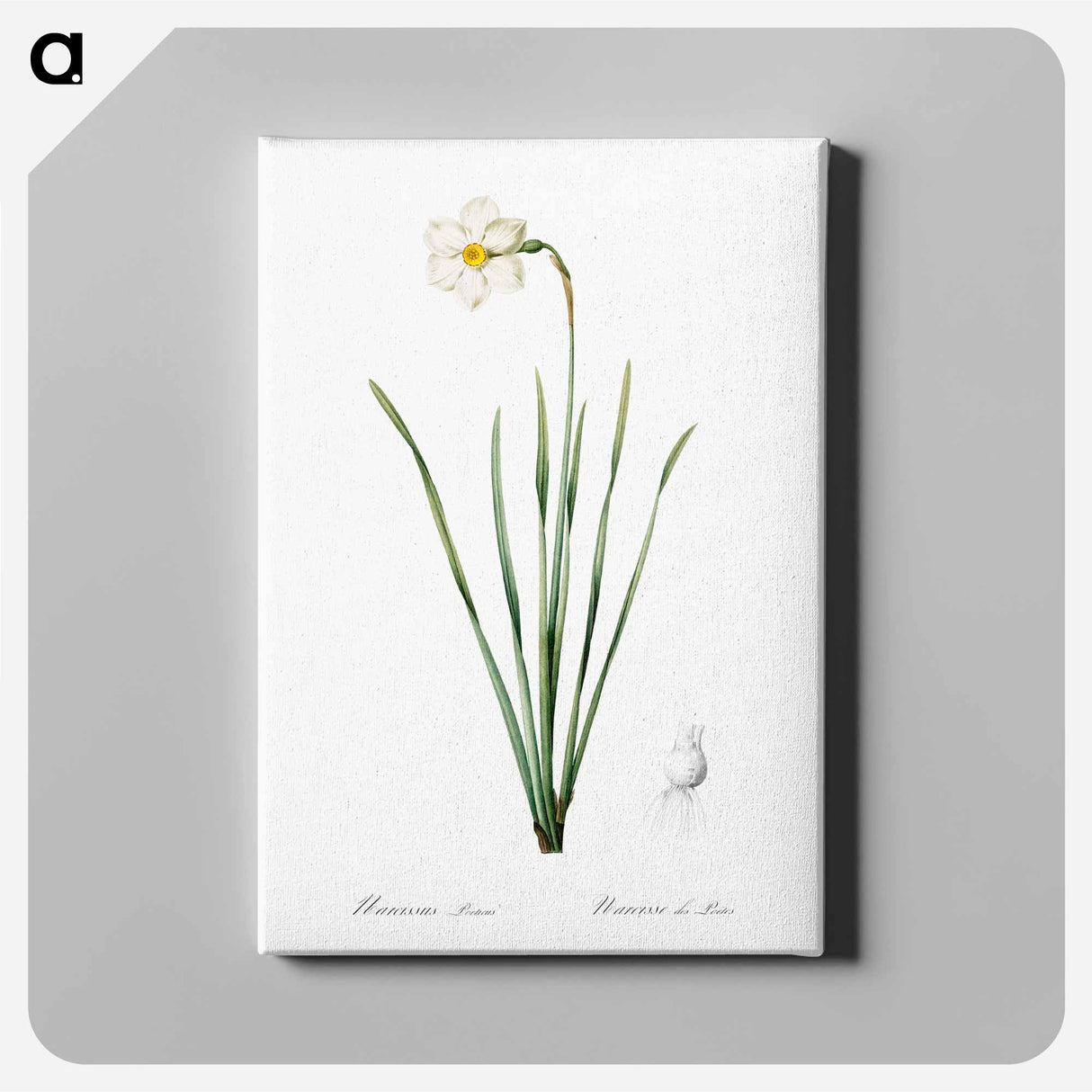 アートパネル-Narcissus poeticus illustration - ピエール ジョゼフ ルドゥーテ Canvas.