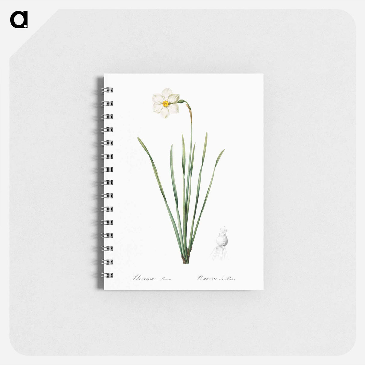 Narcissus poeticus illustration - ピエール ジョゼフ ルドゥーテ Memo.