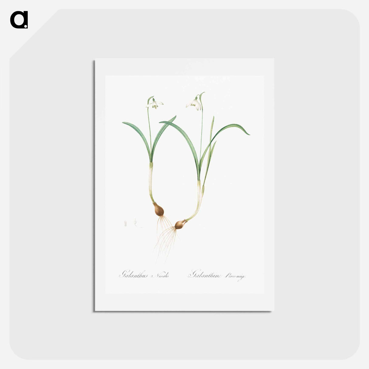アートポストカード-Snowdrop - ピエール ジョゼフ ルドゥーテ Postcard.