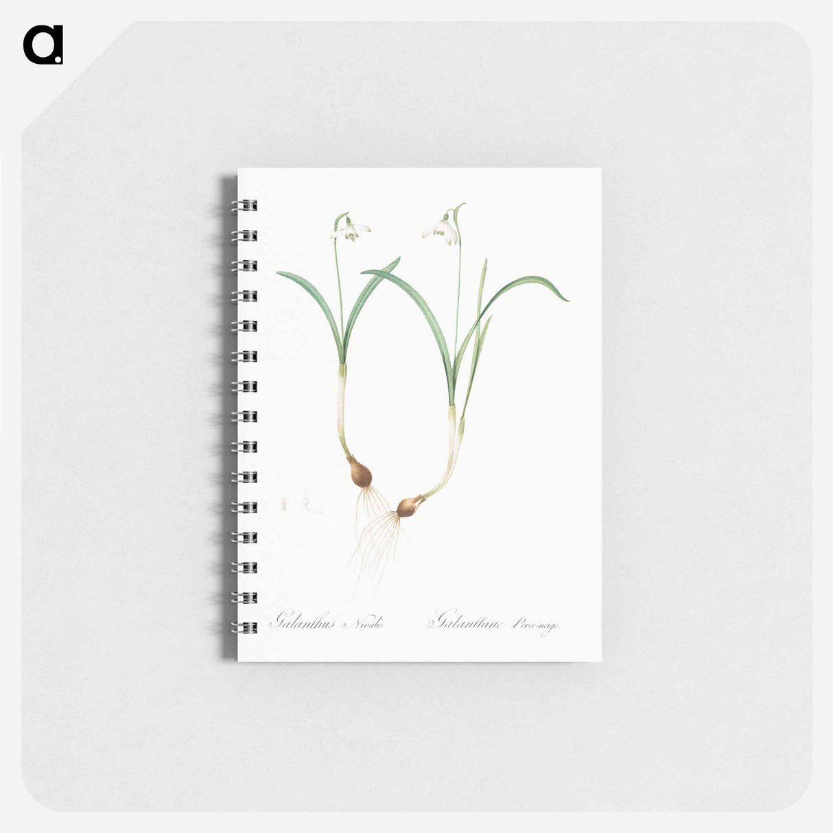 Snowdrop - ピエール ジョゼフ ルドゥーテ Memo.