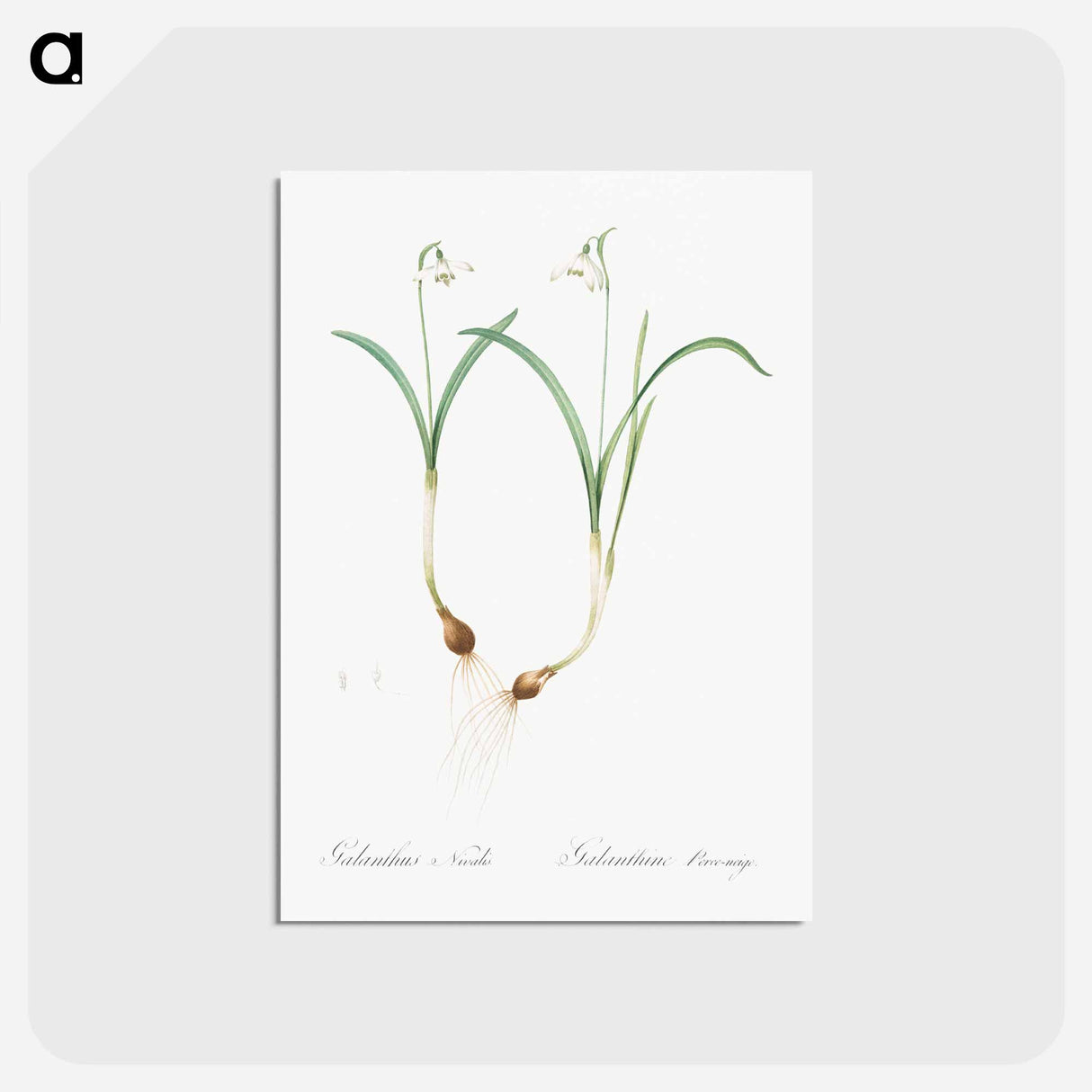 アートポストカード-Snowdrop - ピエール ジョゼフ ルドゥーテ Postcard.