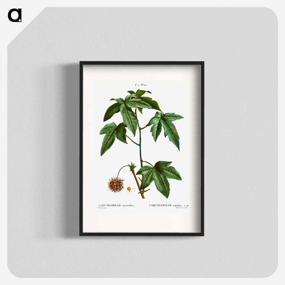 Sweetgum - Pierre Joseph Redouté Poster.
