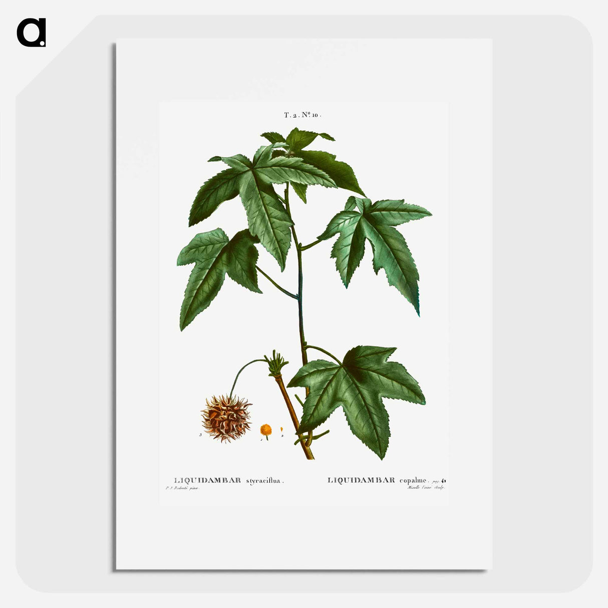 Sweetgum - Pierre Joseph Redouté Poster.
