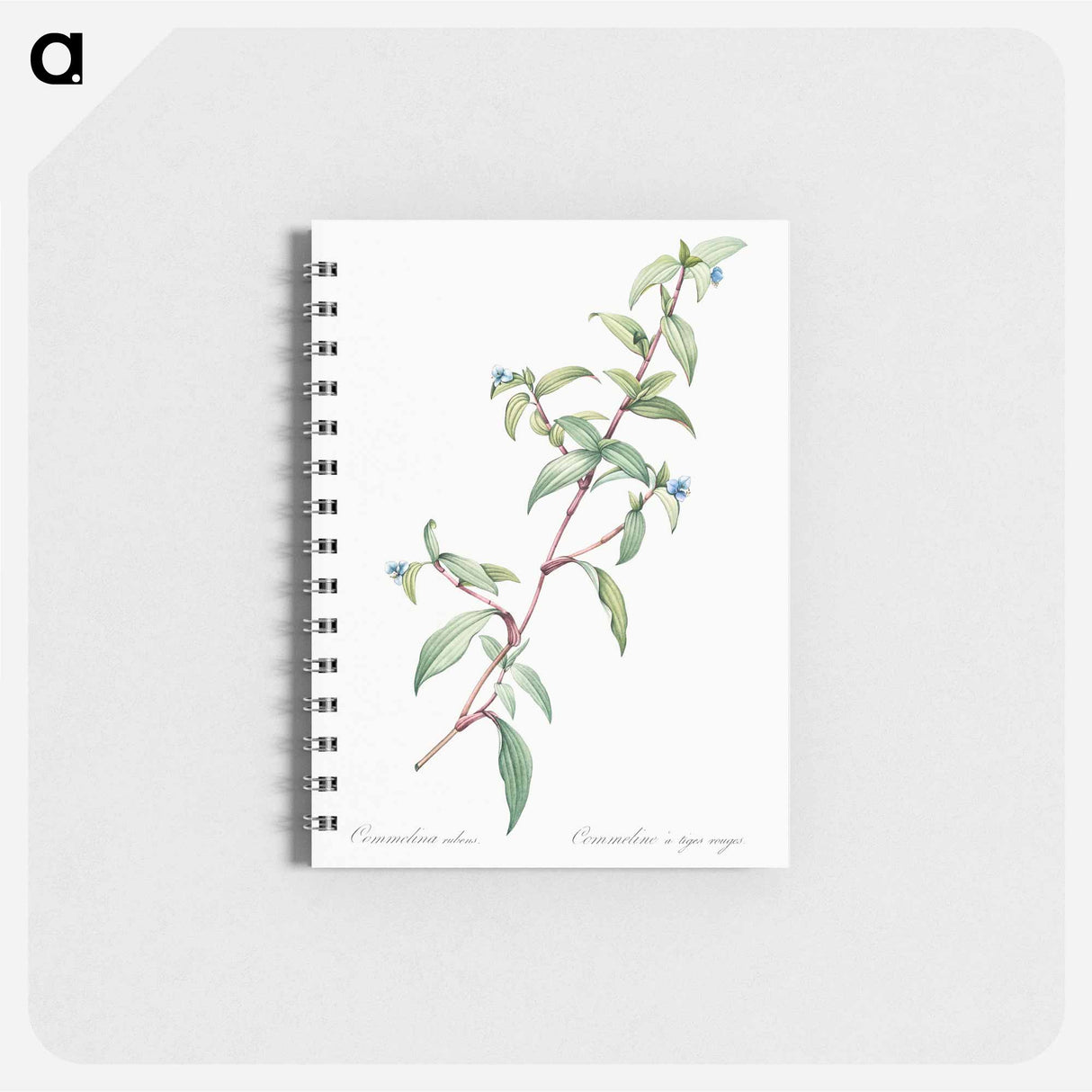 Birdbill dayflower illustration - ピエール ジョゼフ ルドゥーテ Memo.