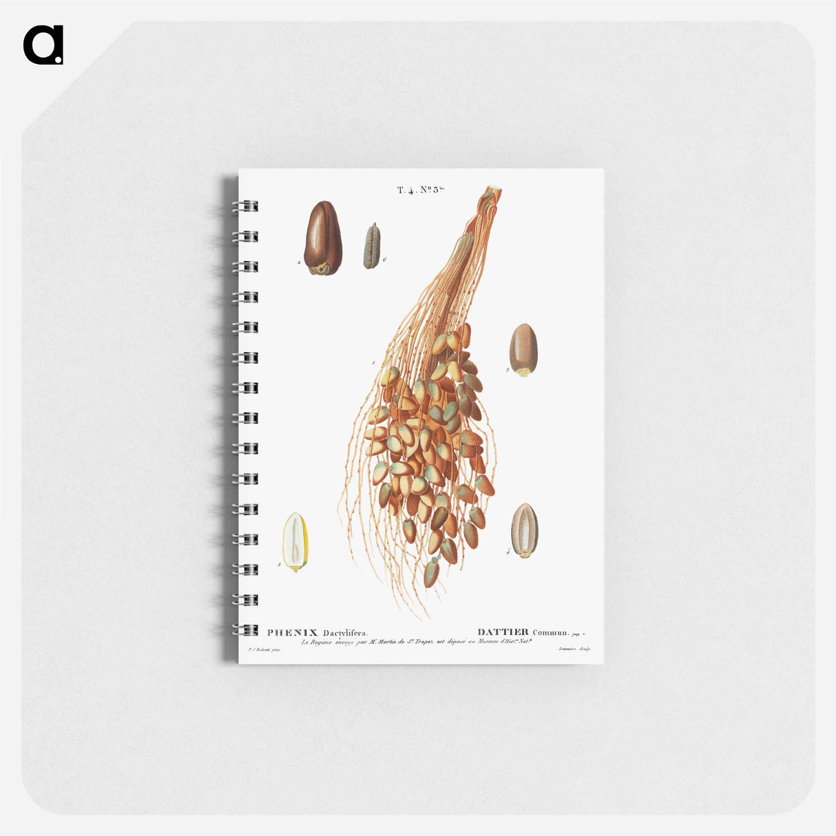 Date palm - ピエール ジョゼフ ルドゥーテ Memo.