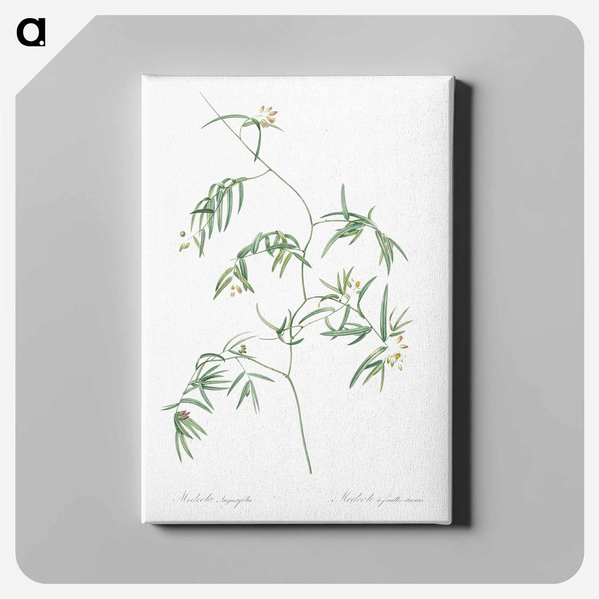 アートパネル-Bridal creeper illustration - ピエール ジョゼフ ルドゥーテ Canvas.