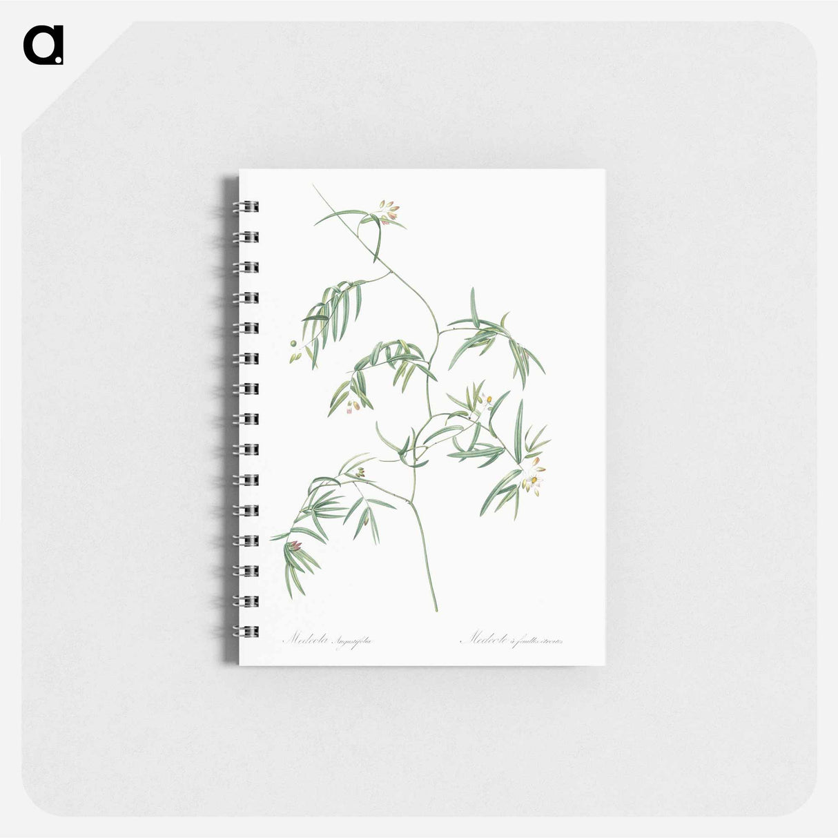 アートメモ帳-Bridal creeper illustration - ピエール ジョゼフ ルドゥーテ Memo.