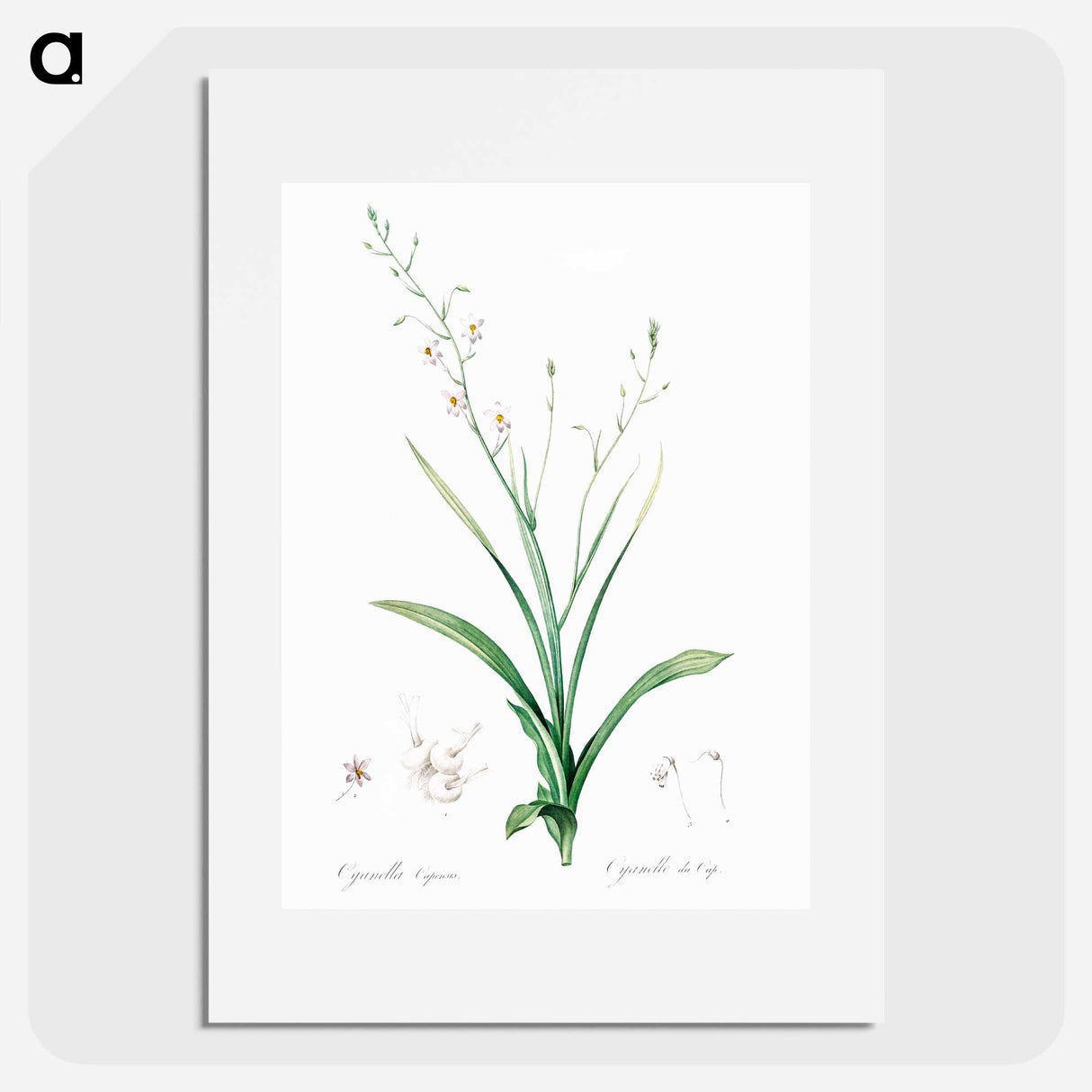 Lady's hand illustration from Les liliacées - Pierre Joseph Redouté Poster.