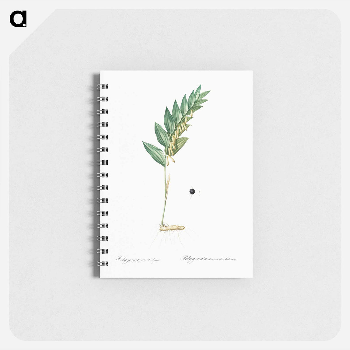アートメモ帳-Angular solomon's seal illustration - ピエール ジョゼフ ルドゥーテ Memo.