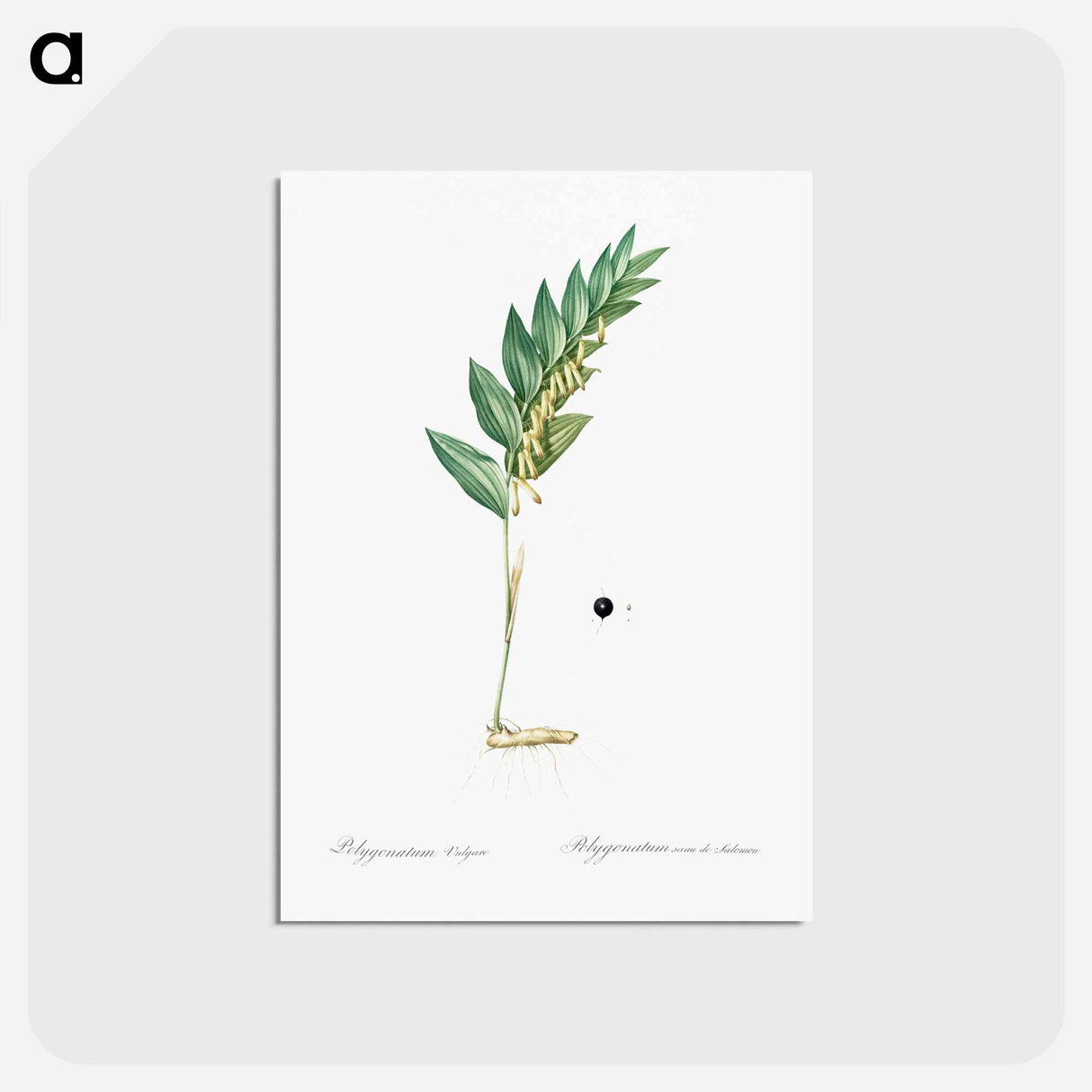 アートポストカード-Angular solomon's seal illustration - ピエール ジョゼフ ルドゥーテ Postcard.