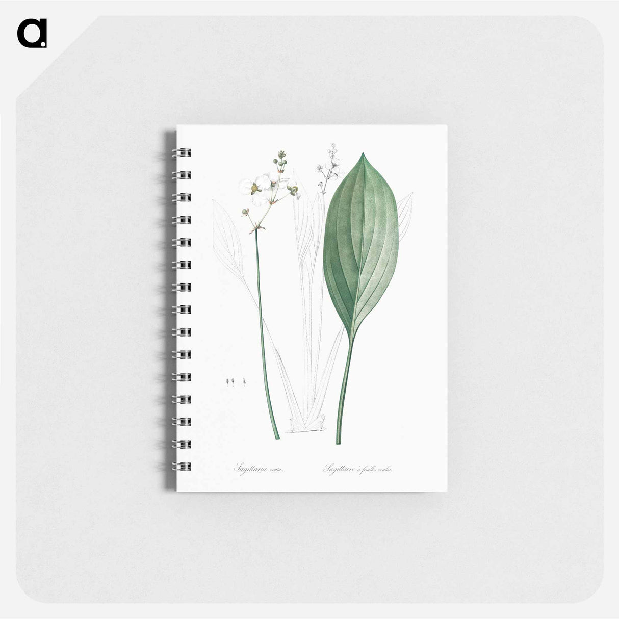 Bulltongue arrowhead illustration - ピエール ジョゼフ ルドゥーテ Memo.