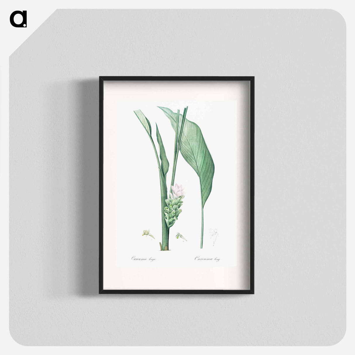 Turmeric illustration from Les liliacées - Pierre-Joseph Redouté Poster.