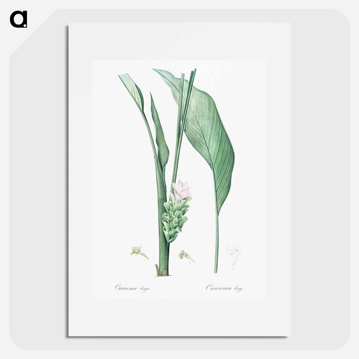 Turmeric illustration from Les liliacées - Pierre-Joseph Redouté Poster.