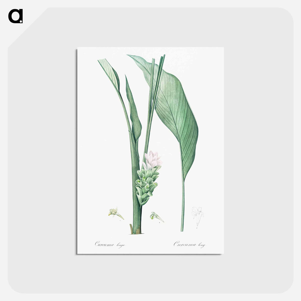アートポストカード-Turmeric illustration from Les liliacées - ピエール ジョゼフ ルドゥーテ Postcard.