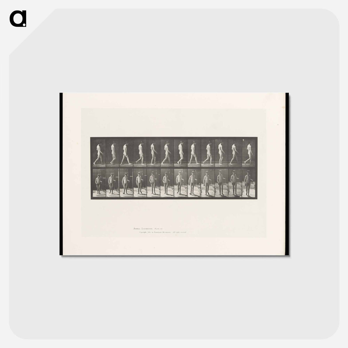 アートポストカード-Man Walking
- エドワード マイブリッジ Postcard.