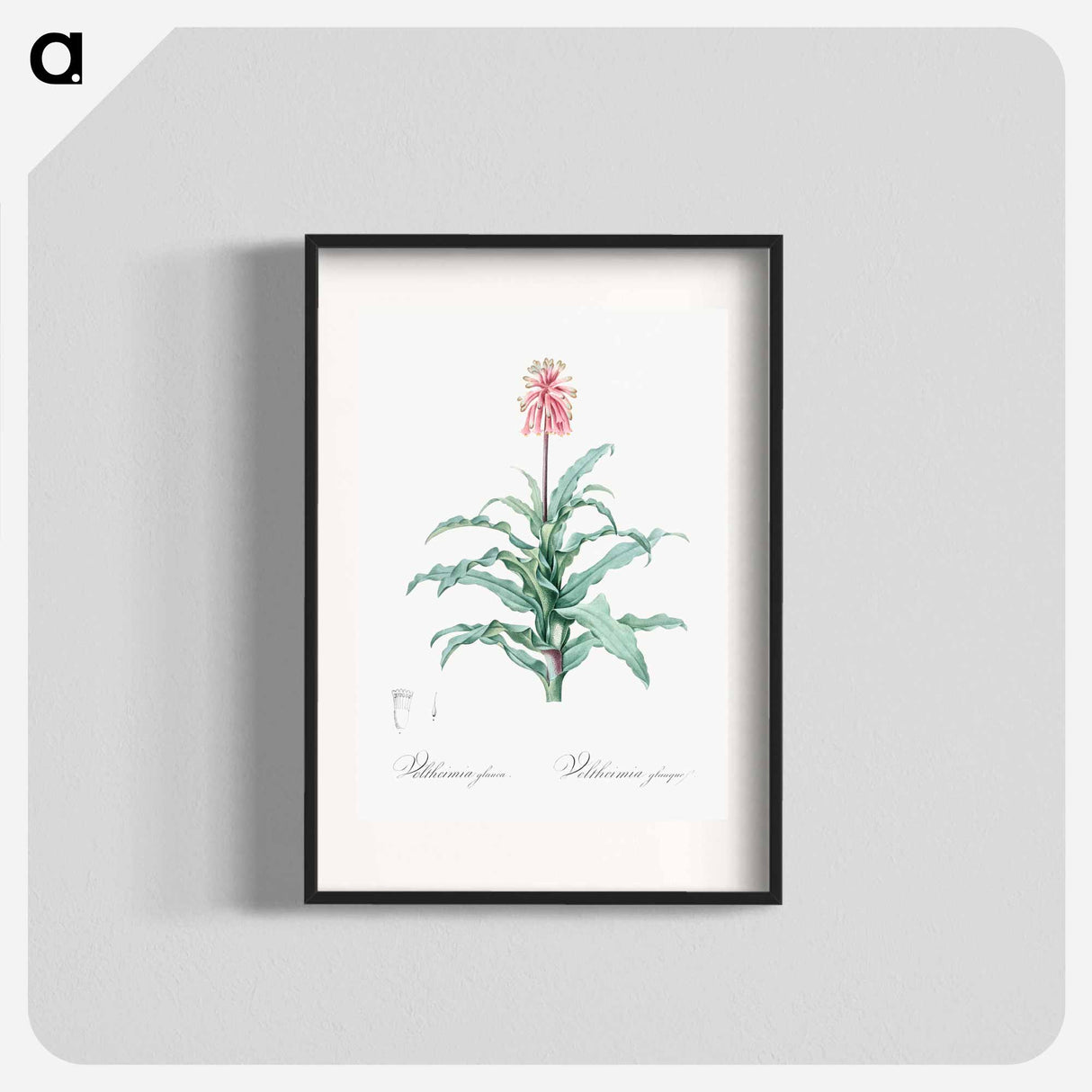 Sand lily illustration - Pierre Joseph Redouté Poster.