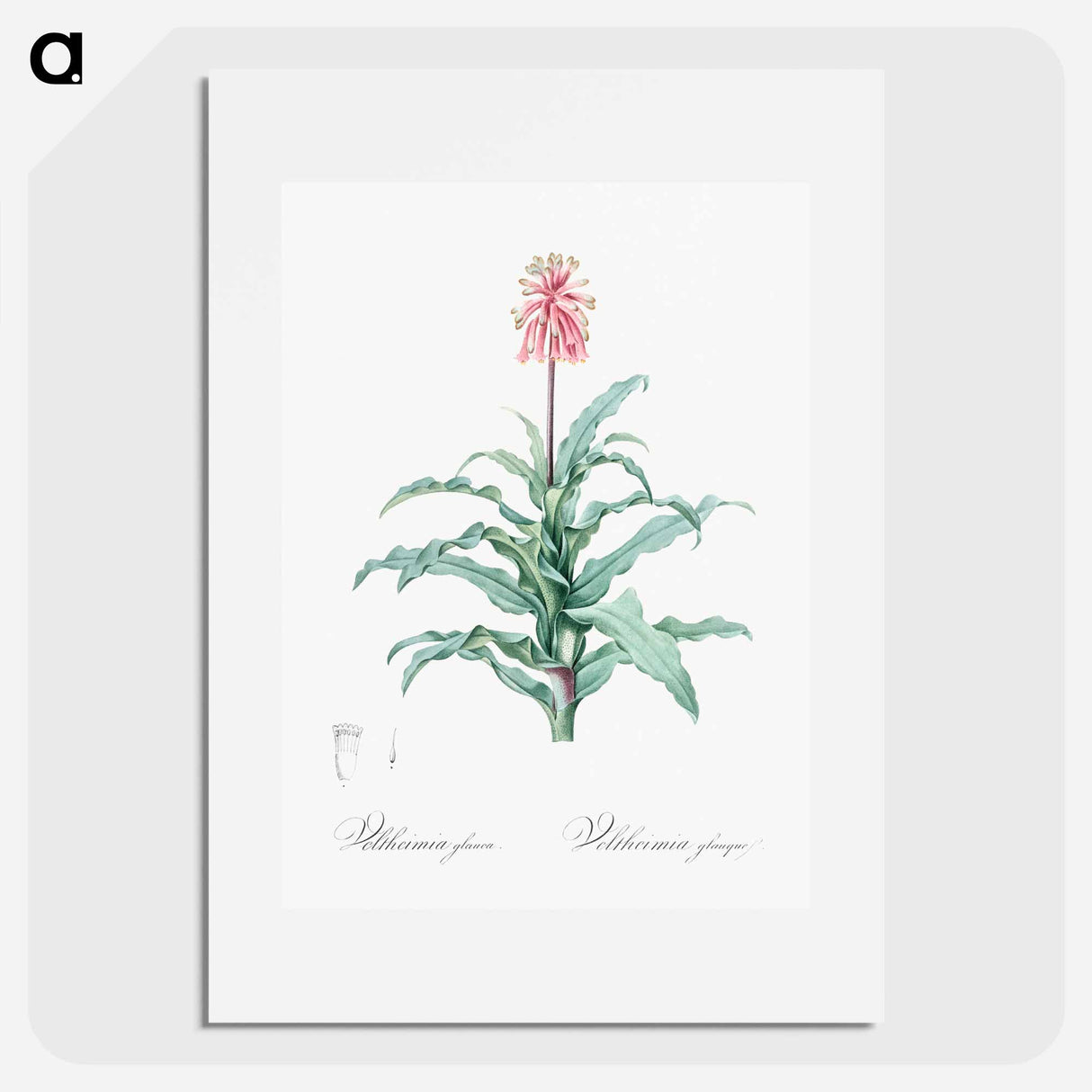 Sand lily illustration - Pierre Joseph Redouté Poster.