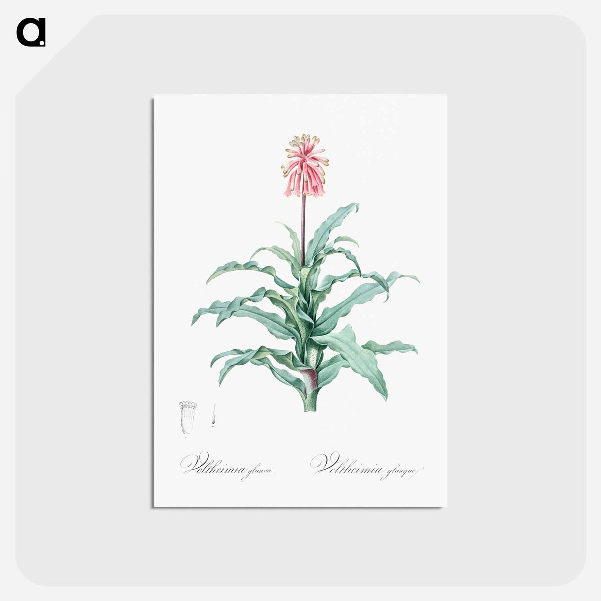 アートポストカード-Sand lily illustration - ピエール ジョゼフ ルドゥーテ Postcard.