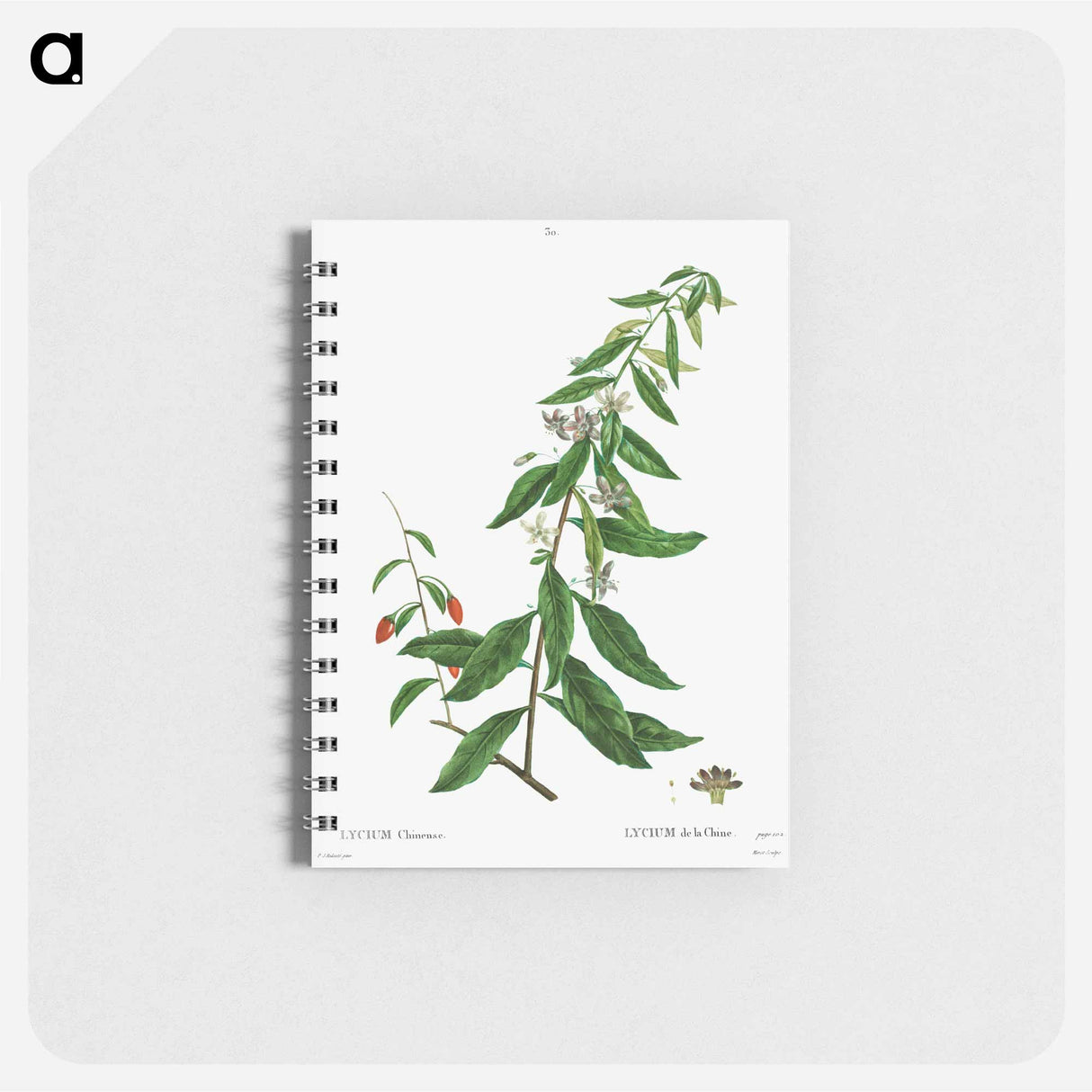 Lycium chinense - ピエール ジョゼフ ルドゥーテ Memo.