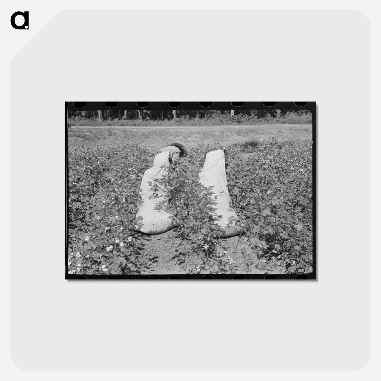 アートポストカード-Cotton Pickers, Lehi, Arkansas
- ラッセル リー Postcard.