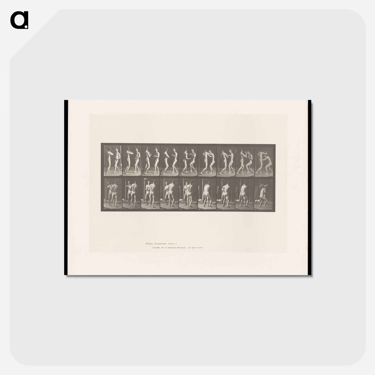 アートポストカード-Pugilists
- エドワード マイブリッジ Postcard.