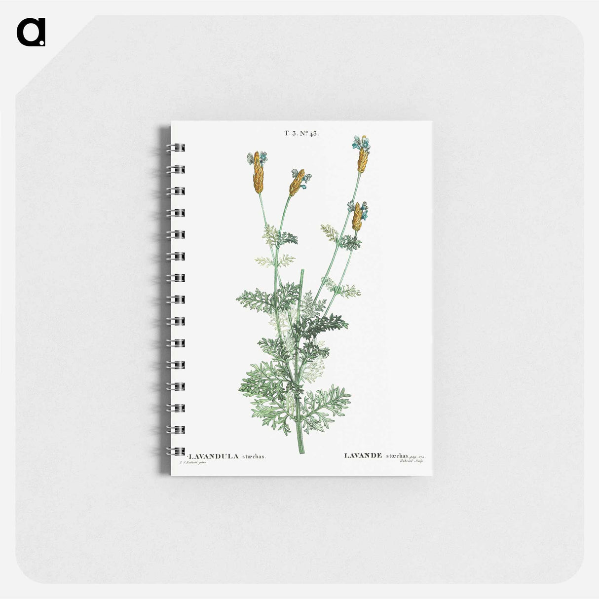 Spanish lavender - ピエール ジョゼフ ルドゥーテ Memo.