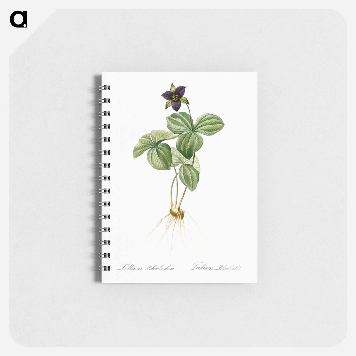 Trillium rhomboideum illustration - ピエール ジョゼフ ルドゥーテ Memo.