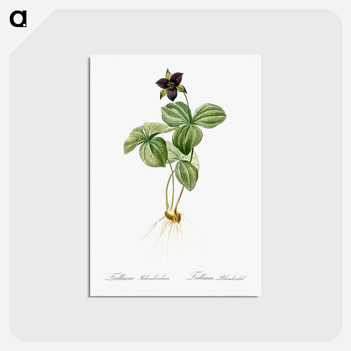 アートポストカード-Trillium rhomboideum illustration - ピエール ジョゼフ ルドゥーテ Postcard.