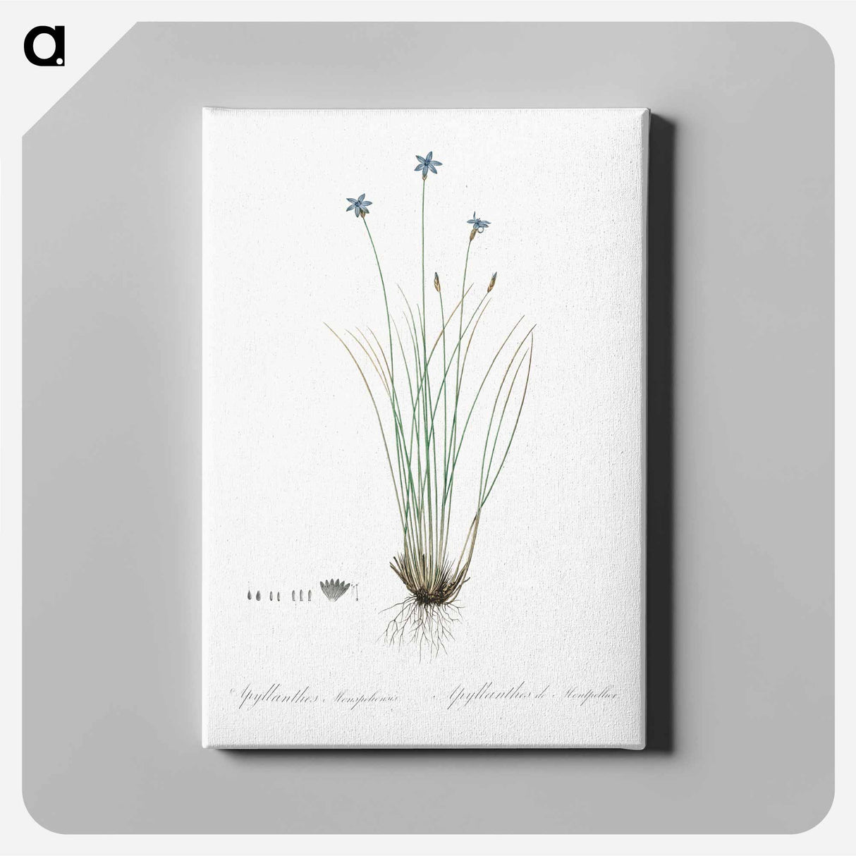 アートパネル-Aphyllanthes monspeliensis illustration - ピエール ジョゼフ ルドゥーテ Canvas.