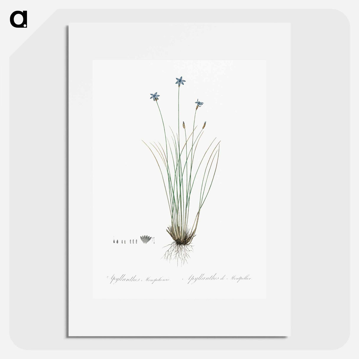 Aphyllanthes monspeliensis illustration - Pierre-Joseph Redouté Poster.