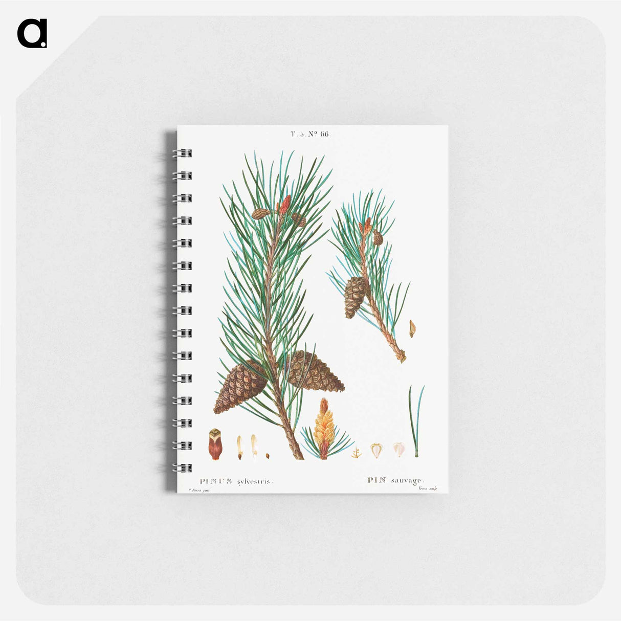 Scots pine - ピエール ジョゼフ ルドゥーテ Memo.