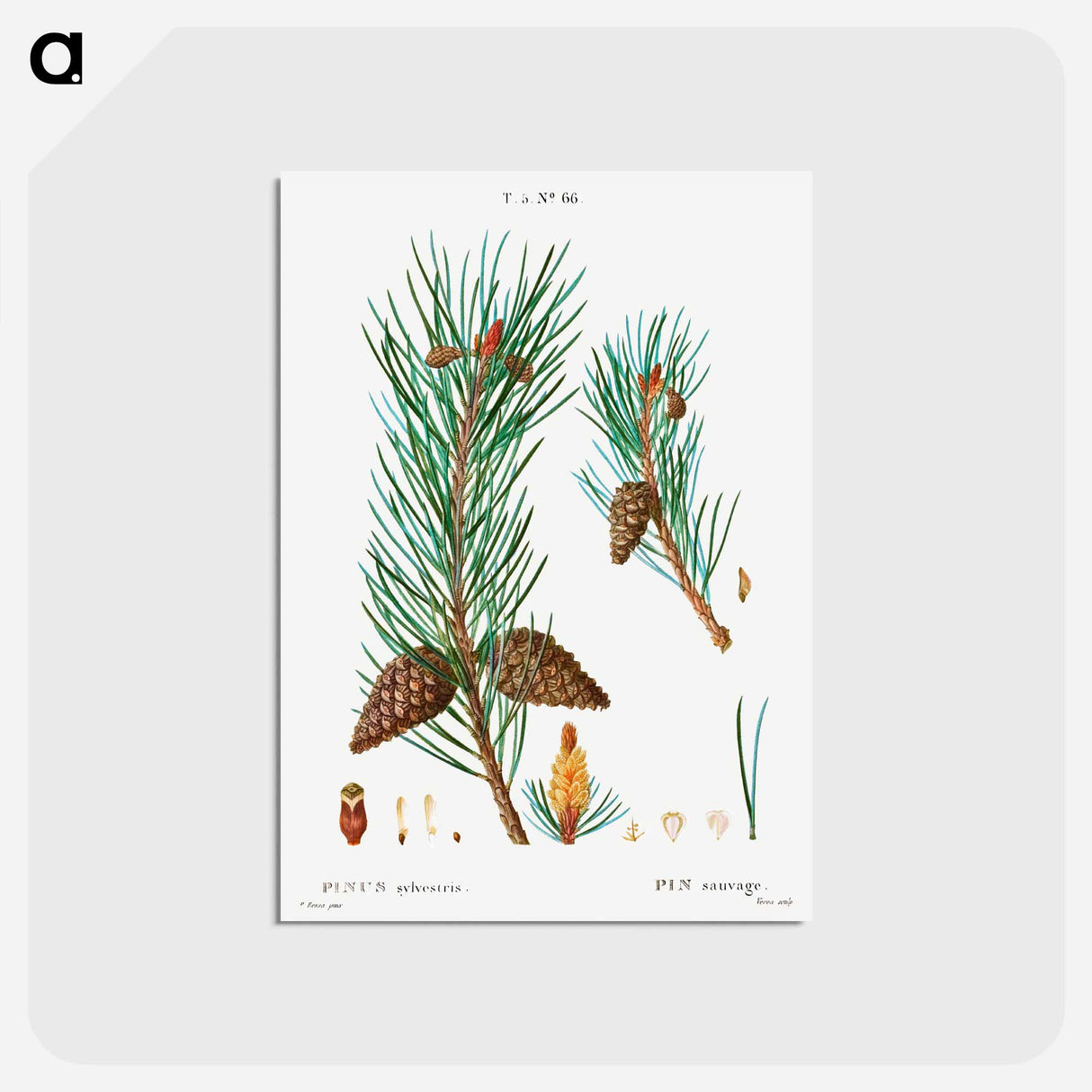 アートポストカード-Scots pine - ピエール ジョゼフ ルドゥーテ Postcard.