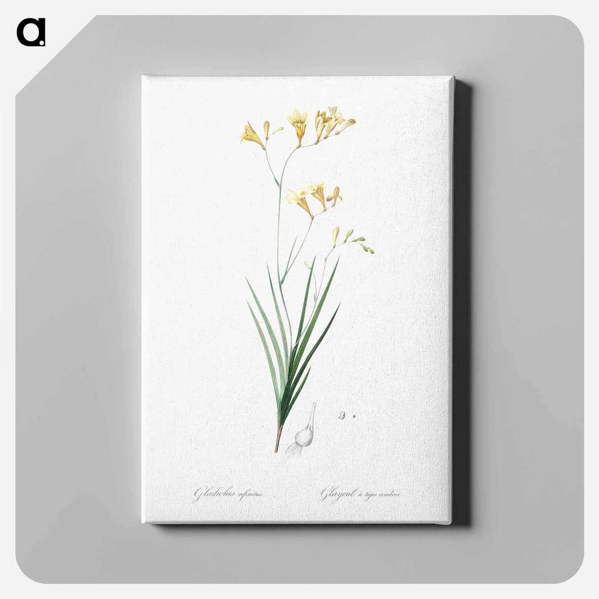 アートパネル-Freesia illustration - ピエール ジョゼフ ルドゥーテ Canvas.