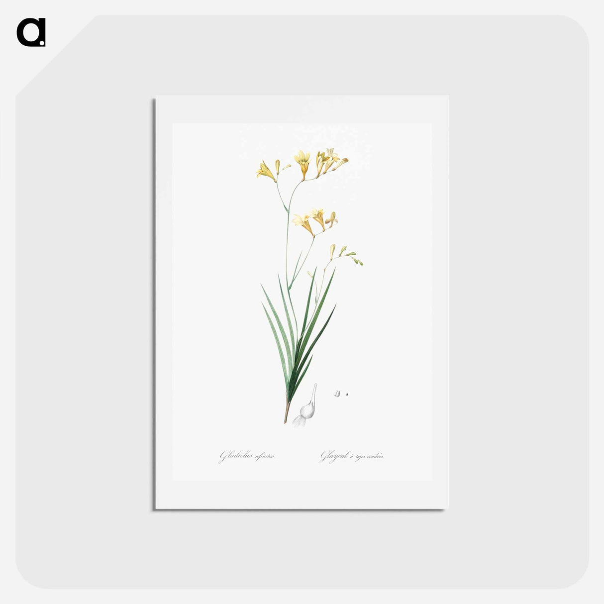 アートポストカード-Freesia illustration - ピエール ジョゼフ ルドゥーテ Postcard.