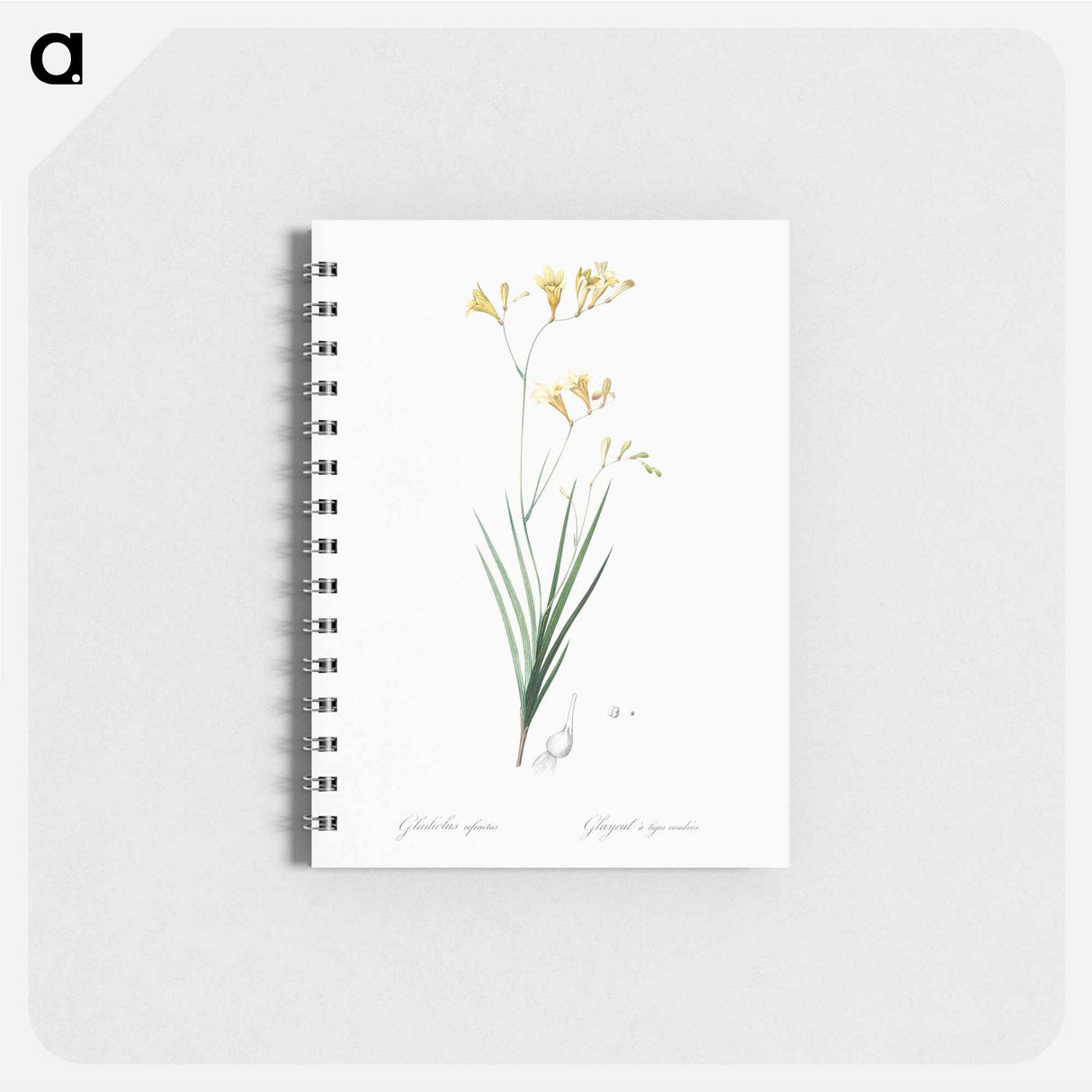 Freesia illustration - ピエール ジョゼフ ルドゥーテ Memo.