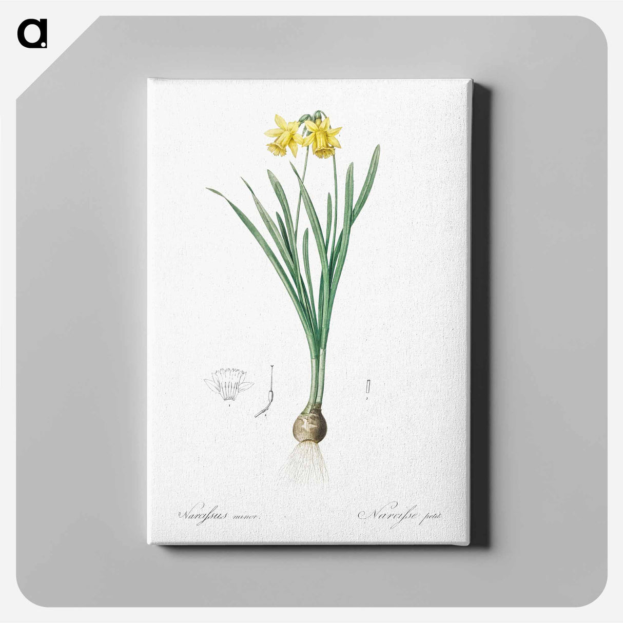 アートパネル-Lesser wild daffodil illustration - ピエール ジョゼフ ルドゥーテ Canvas.
