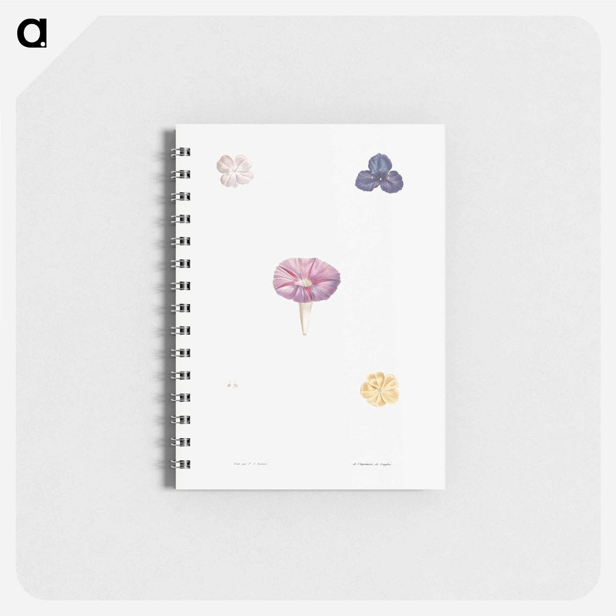 Morning glory - ピエール ジョゼフ ルドゥーテ Memo.