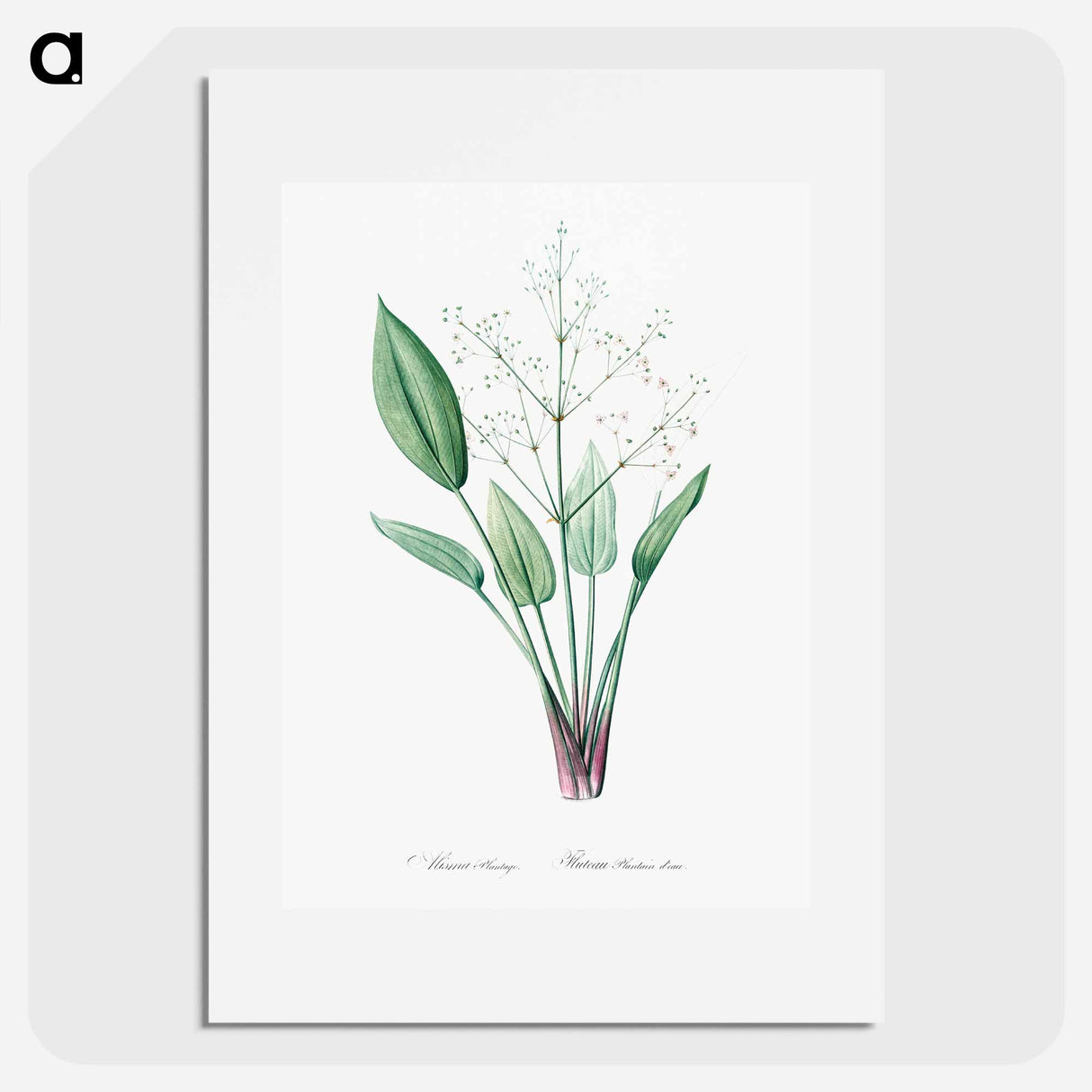 European water-plantain illustration - Pierre-Joseph Redouté Poster.