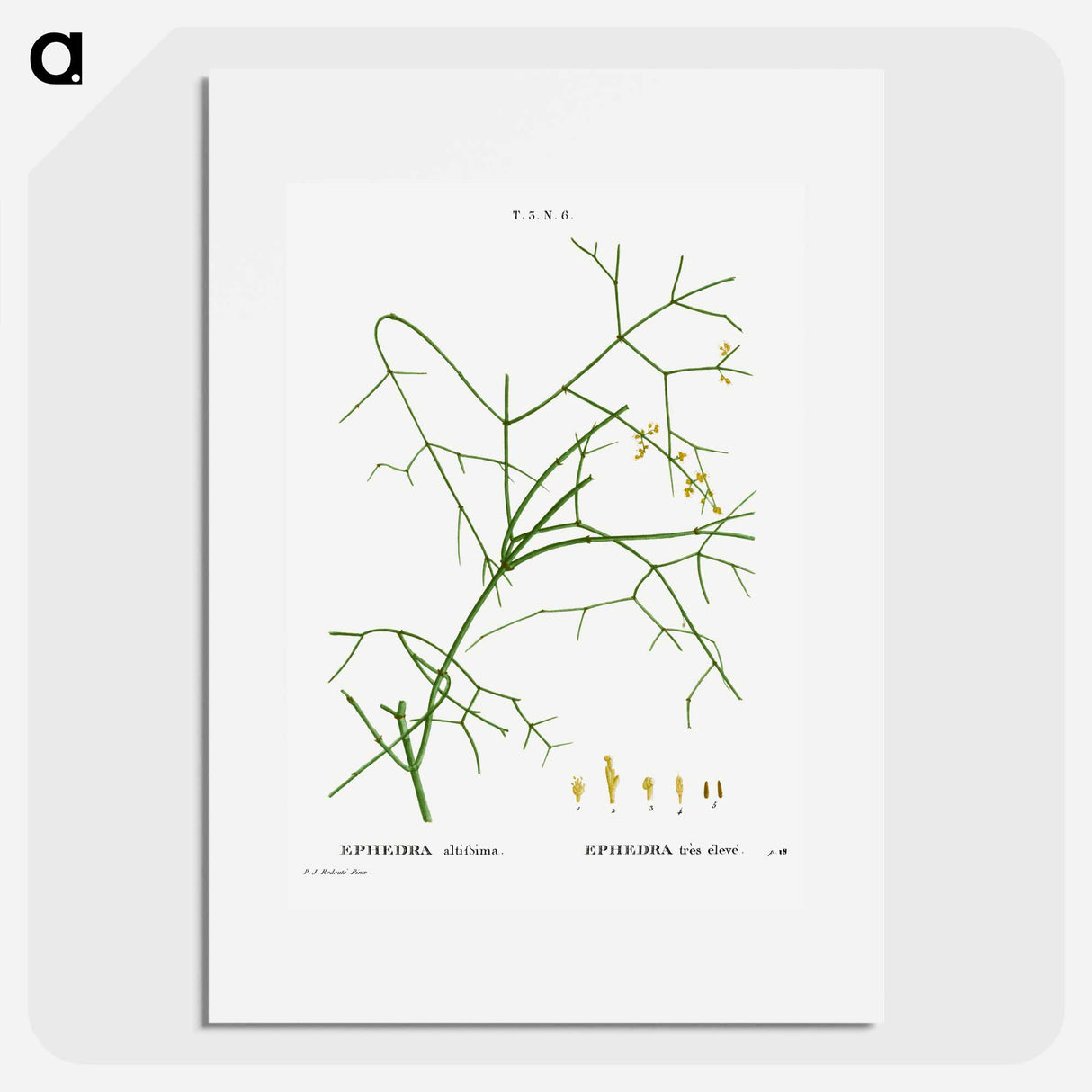 Ephedra altissima - Pierre Joseph Redouté Poster.