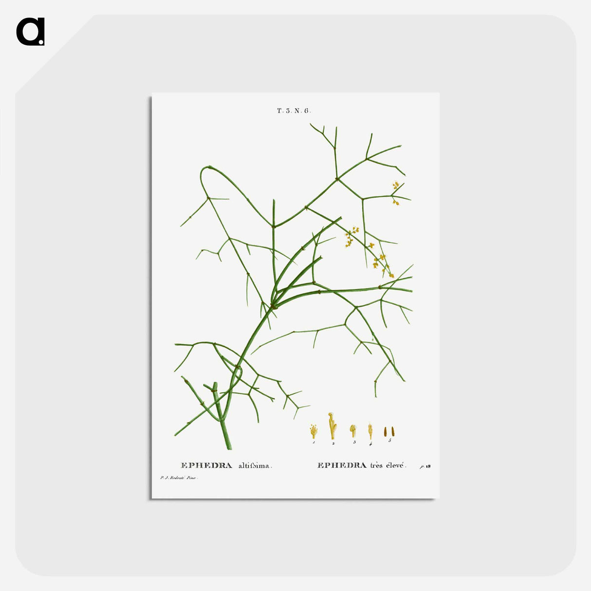 アートポストカード-Ephedra altissima - ピエール ジョゼフ ルドゥーテ Postcard.