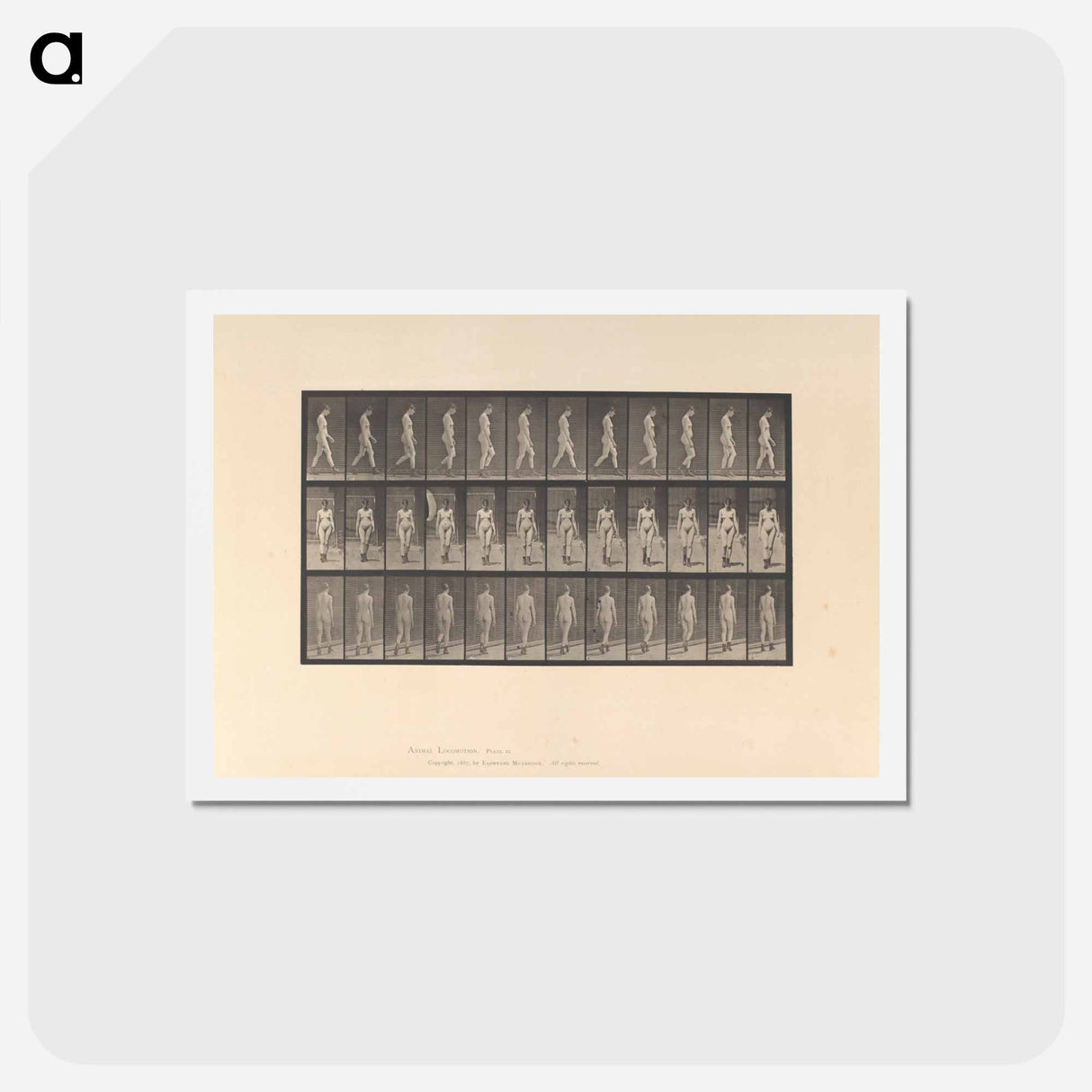 アートポストカード-Naked Woman Walking
- エドワード マイブリッジ Postcard.
