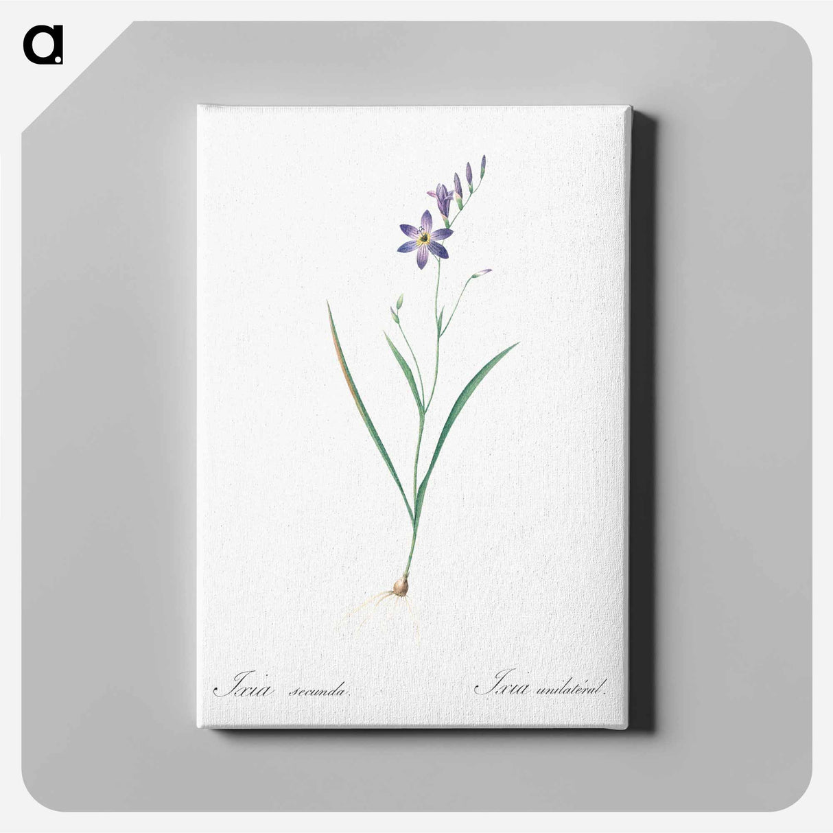 アートパネル-Ixia secunda - ピエール ジョゼフ ルドゥーテ Canvas.