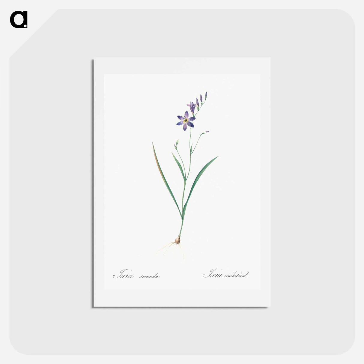アートポストカード-Ixia secunda - ピエール ジョゼフ ルドゥーテ Postcard.