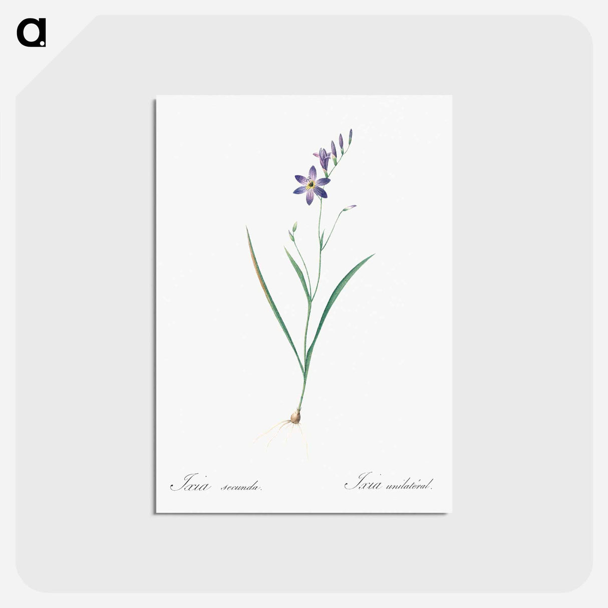 アートポストカード-Ixia secunda - ピエール ジョゼフ ルドゥーテ Postcard.