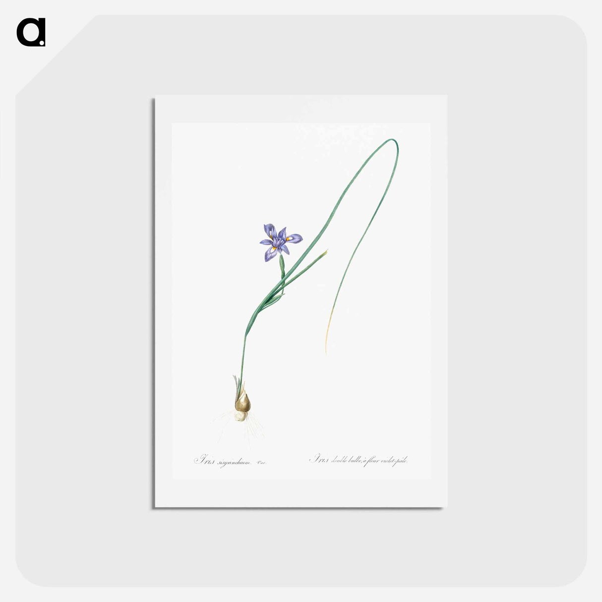 アートポストカード-Barbary nut illustration - ピエール ジョゼフ ルドゥーテ Postcard.