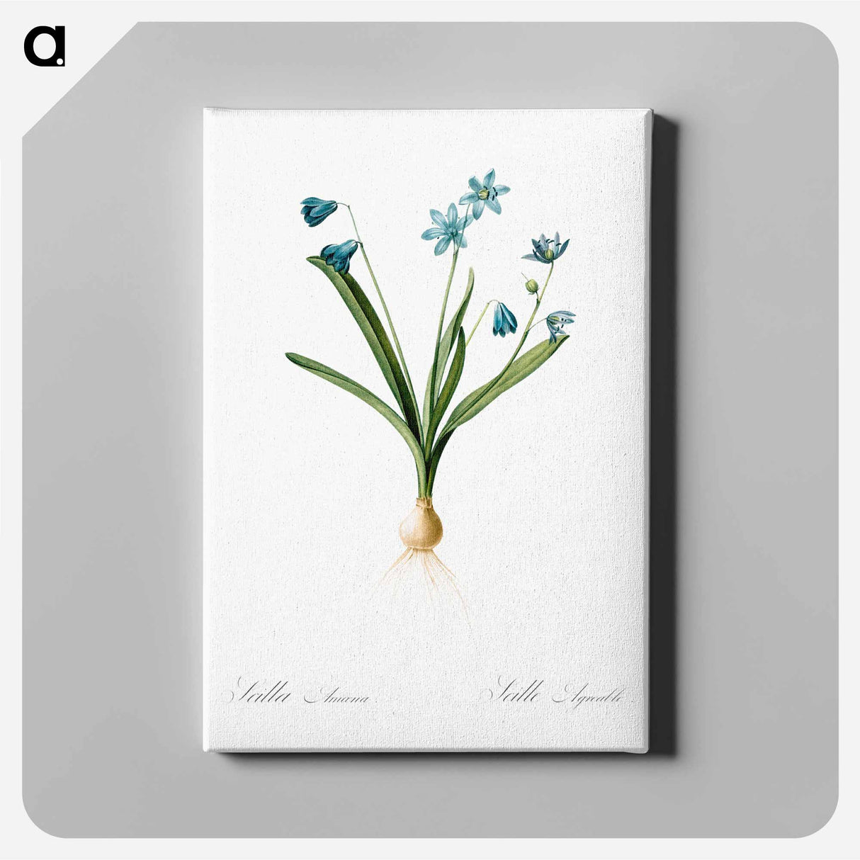 アートパネル-Scilla amoena illustration - ピエール ジョゼフ ルドゥーテ Canvas.