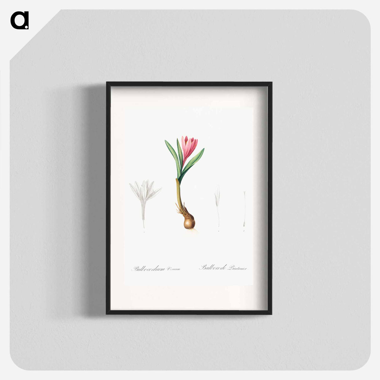 Spring meadow saffron illustration - ピエール ジョゼフ ルドゥーテ Poster.