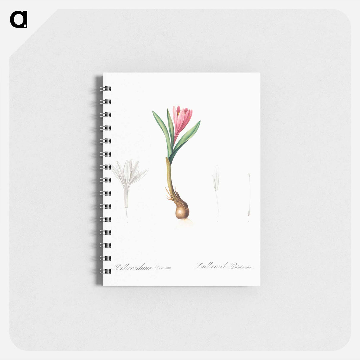 Spring meadow saffron illustration - ピエール ジョゼフ ルドゥーテ Memo.