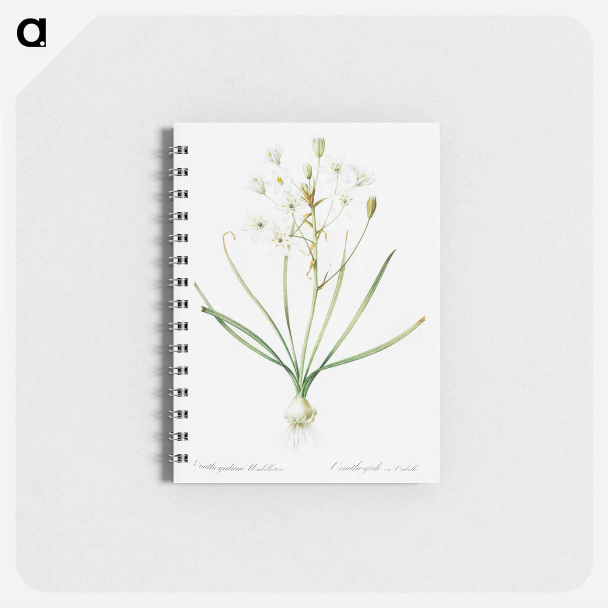 Ornithogalum umbellatum illustration - ピエール ジョゼフ ルドゥーテ Memo.